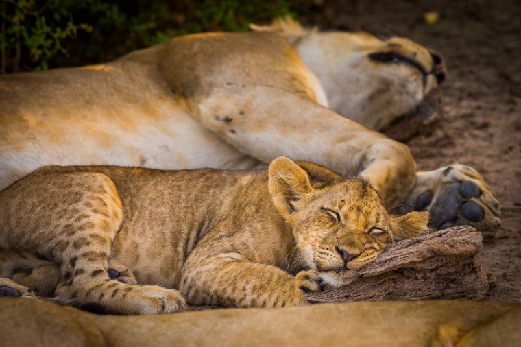 103 Zambia, South Luangwa NP, leeuwen.jpg